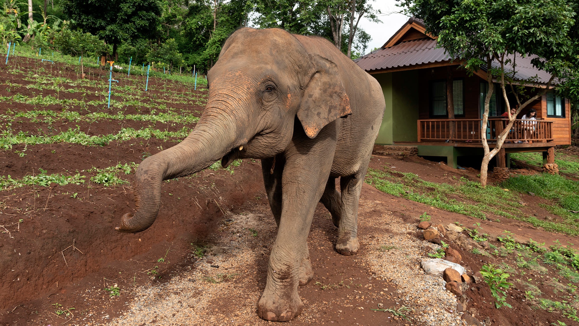 ethical elephant chiang mai - Chiang Mai Elephant Friends