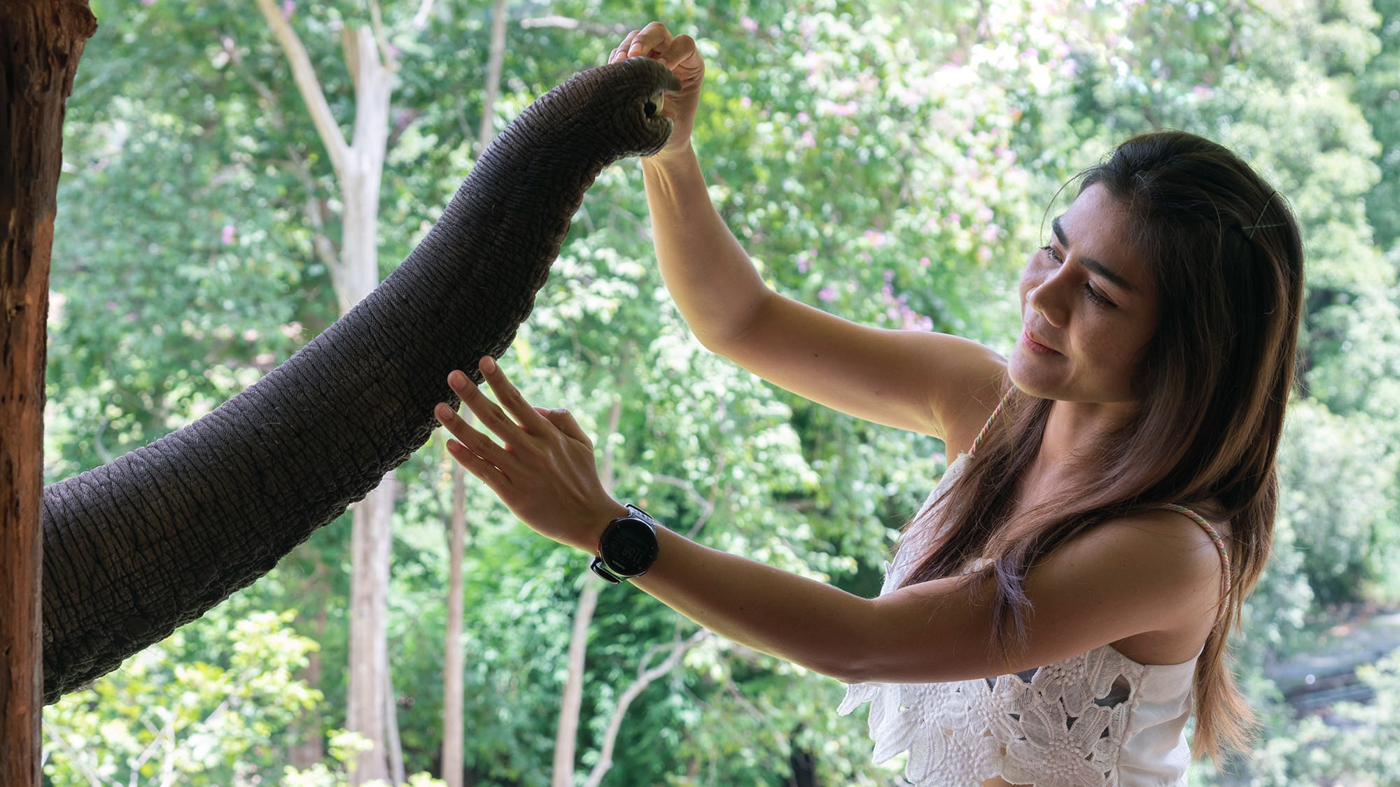 elephant chiang mai - Chiang Mai Elephant Friends