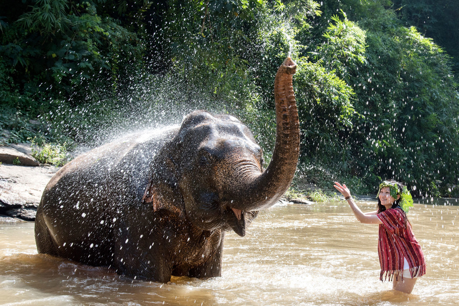 Chiang Mai Elephant Friends Ethical Elephant Tours