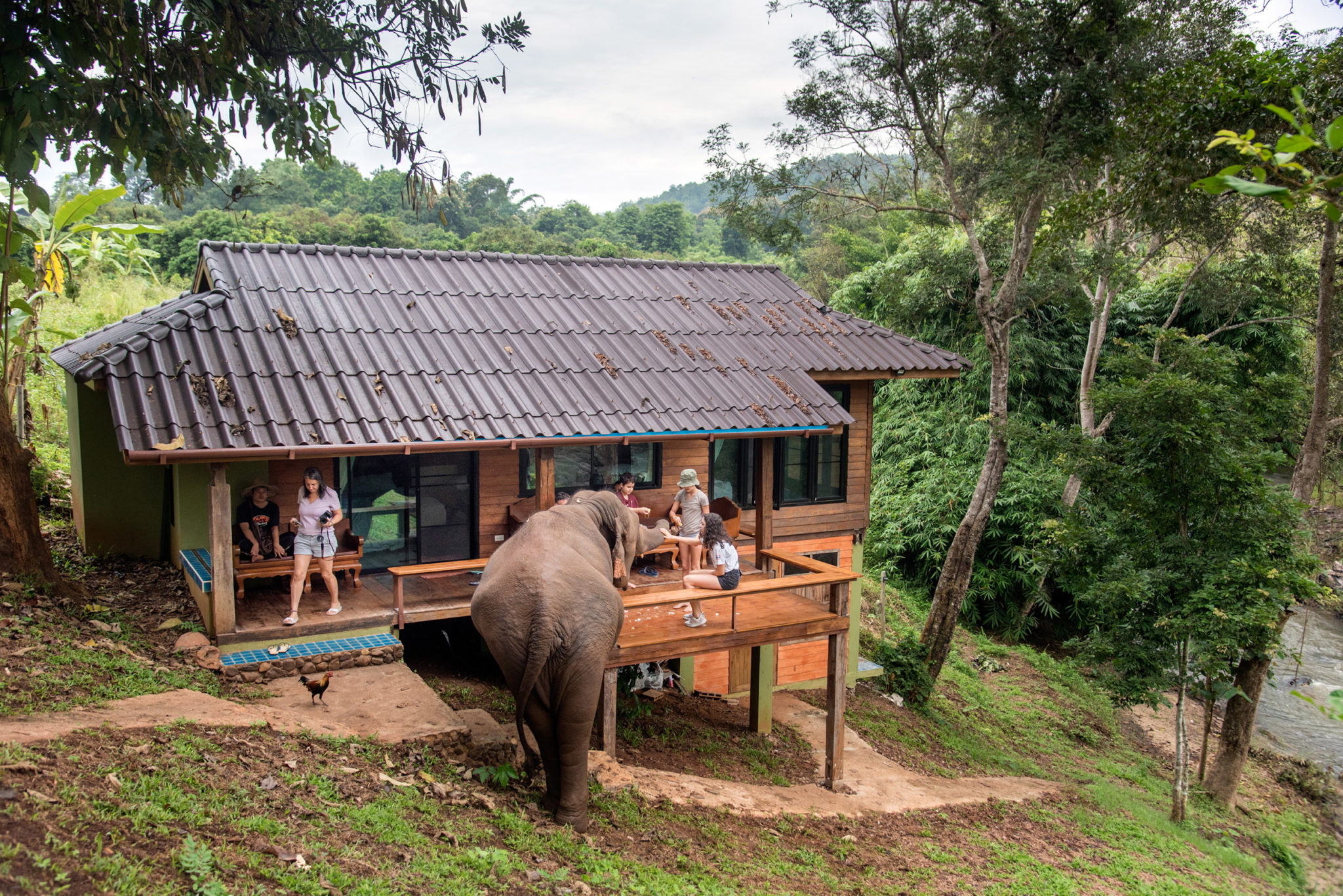 bungalow elephant chiang mai - Chiang Mai Elephant Friends