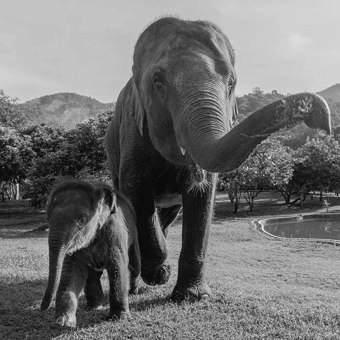 baby elephant - Chiang Mai Elephant Friends